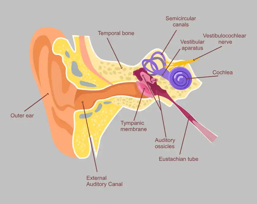 Vestibular System Melbourne